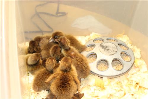 Ducklings 